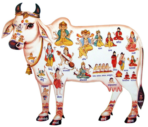 Cow showing the gods and goddesses